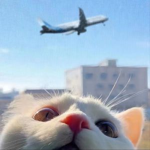 女王捏蛋调教cbt
